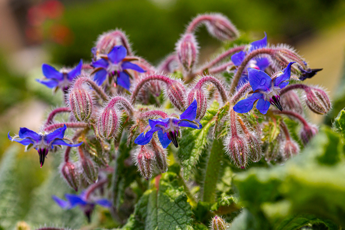 Borago Officinalis Extract