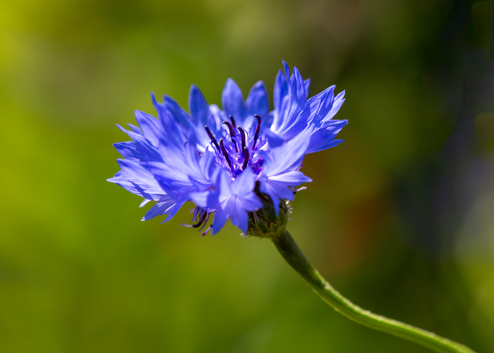 Centaurea Cyanus Flower Extract