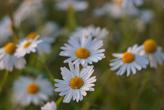 Chamomilla Recutita (Matricaria)
Flower Extract