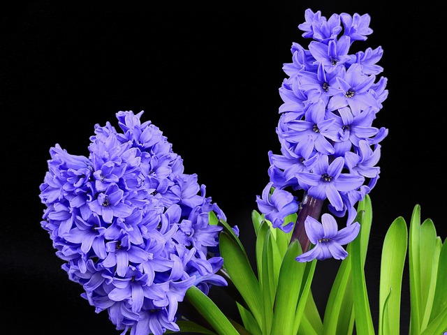 Hyacinthus Orientalis (Hyacinth)
Extract