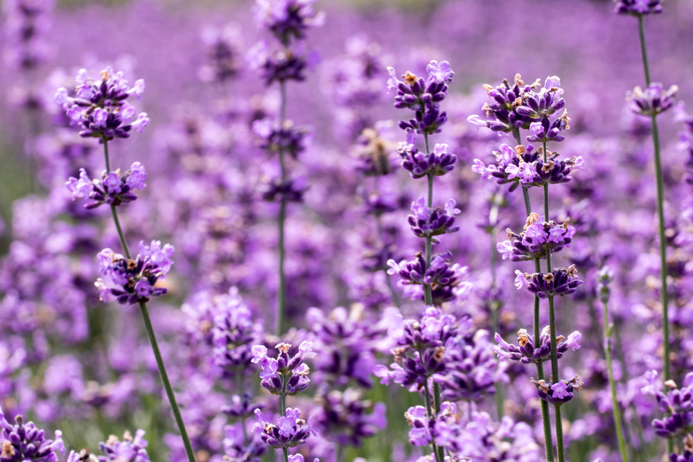 Lavandula Angustifolia
(Lavender) Flower Extract