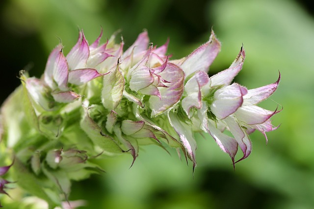 Salvia Sclarea (Clary) Extract