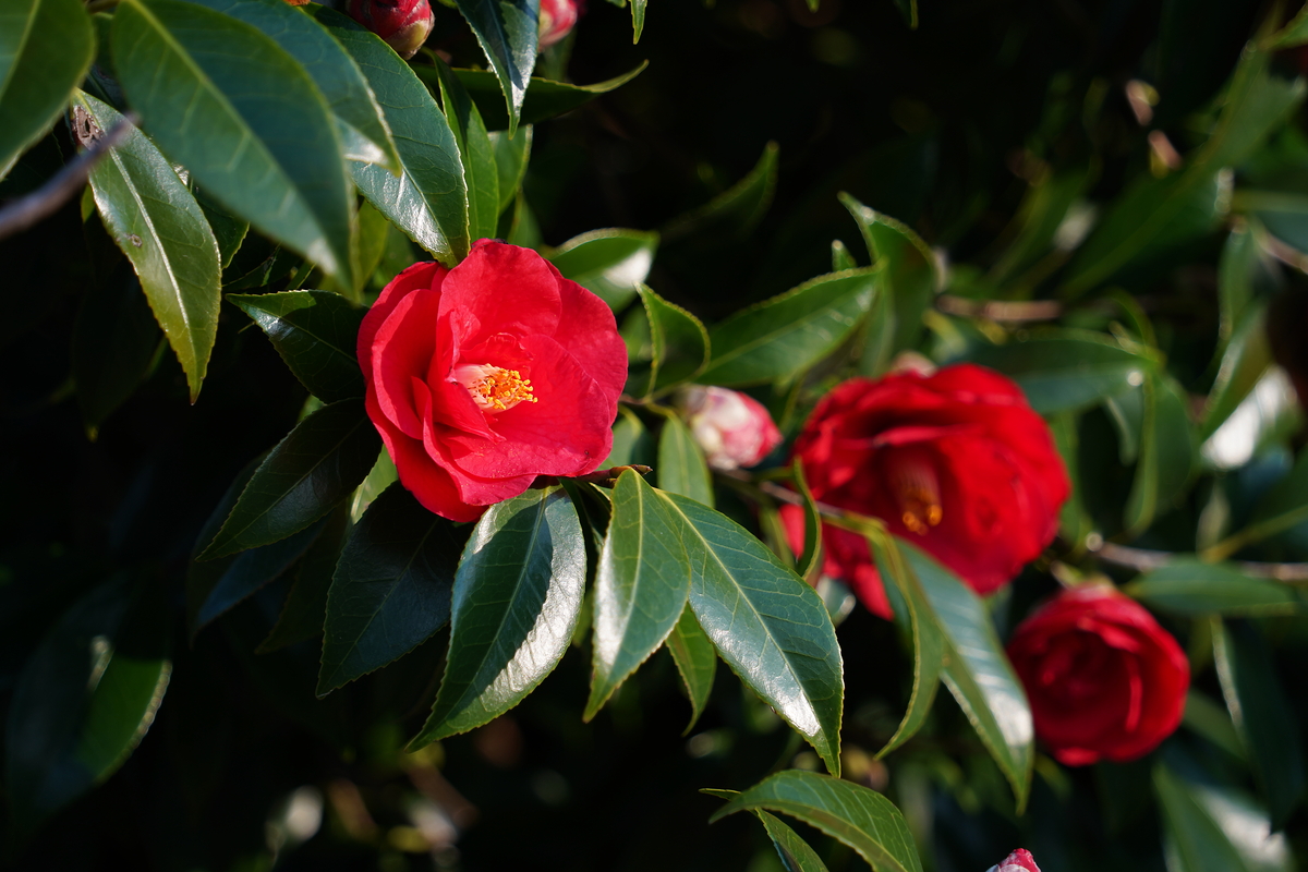 Camellia-P PDRN