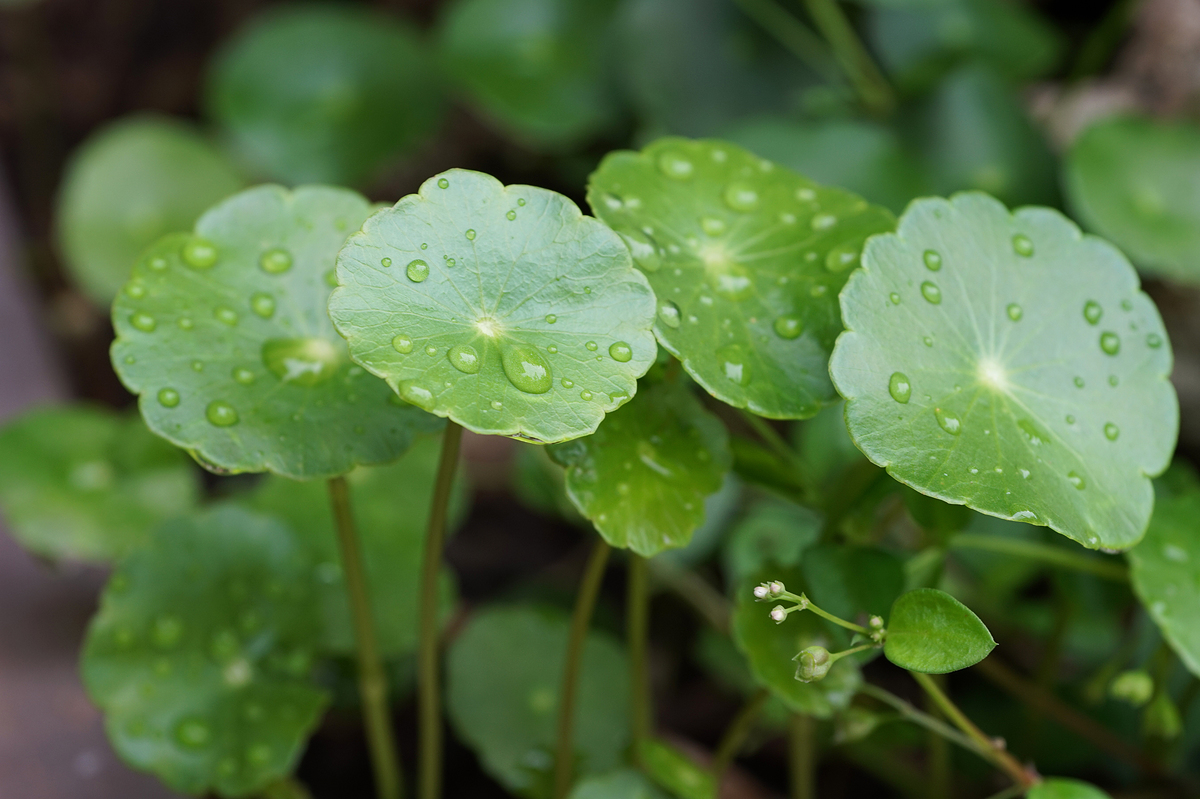 Centella-P PDRN