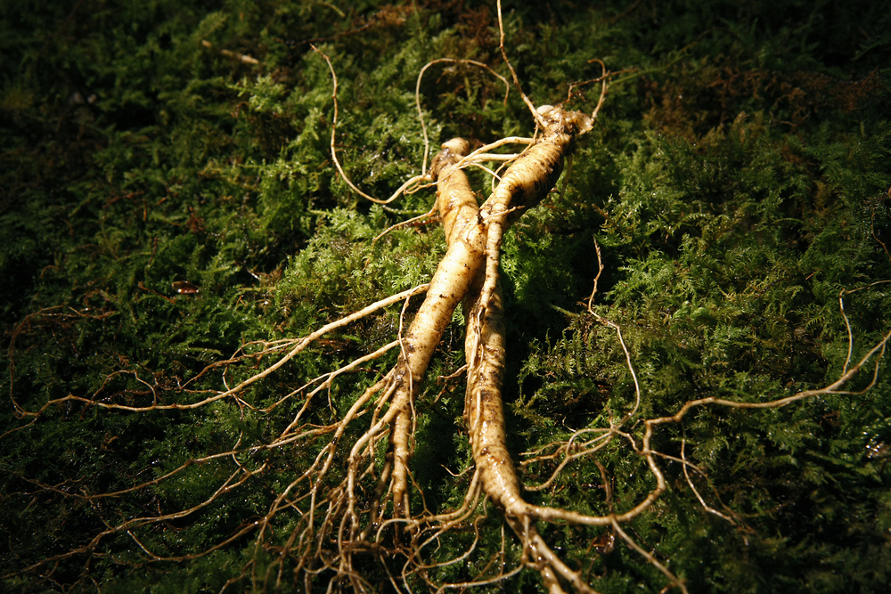 Ginseng-P PDRN