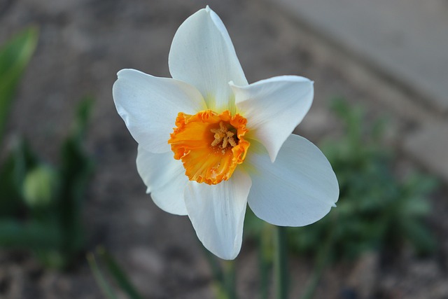 Narcissus-P PDRN