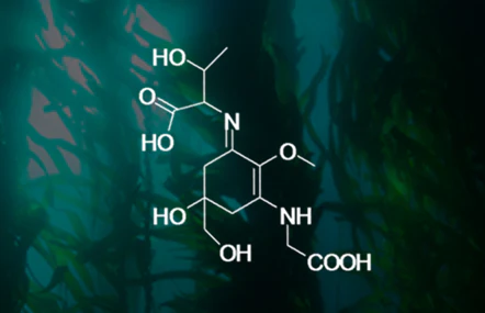 Porphyra334