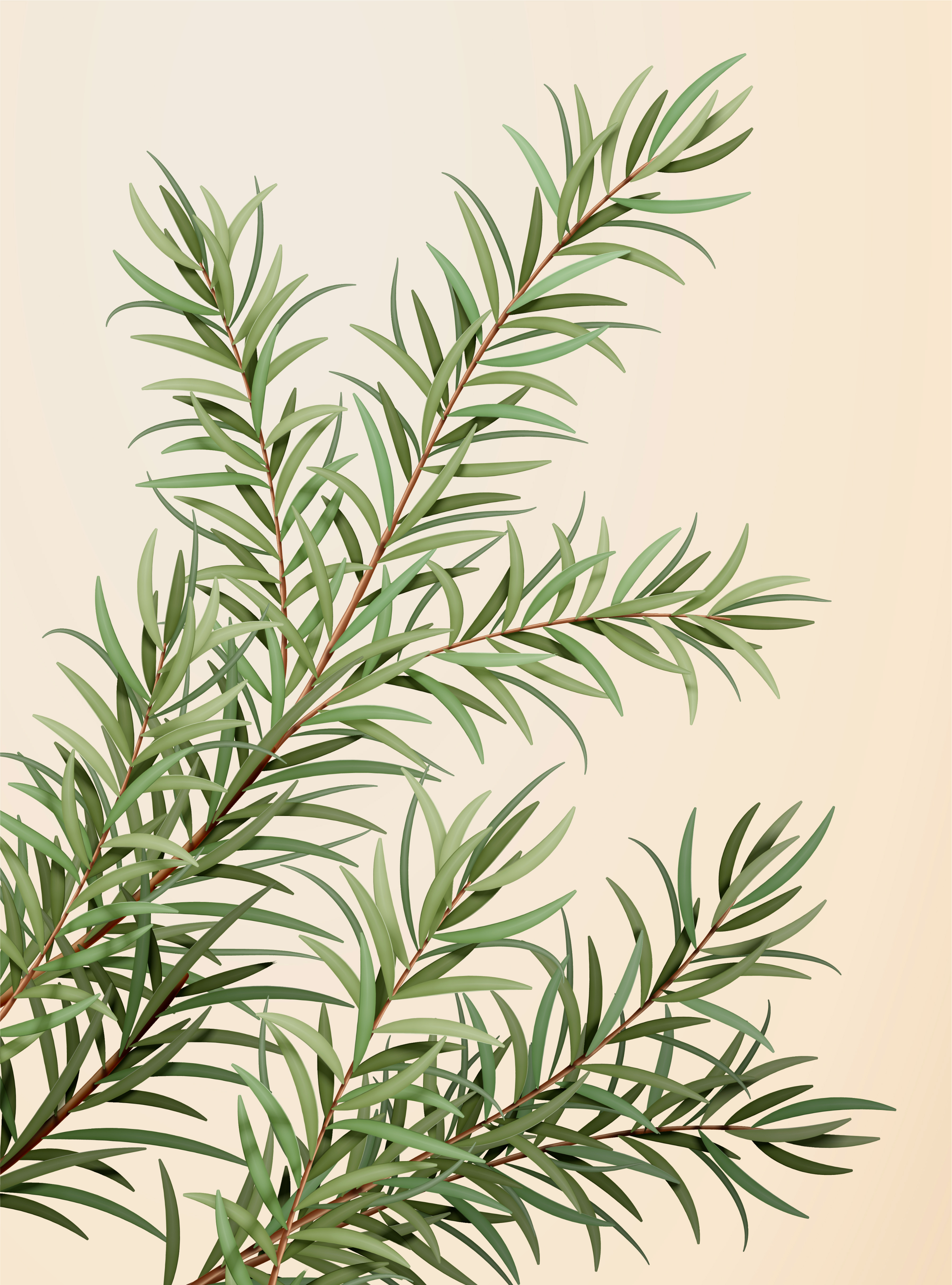 Tea Tree-P PDRN