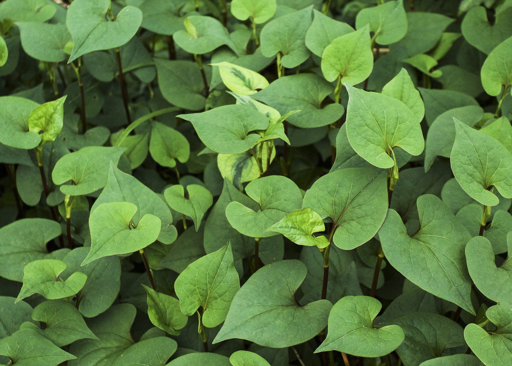 Fish mint