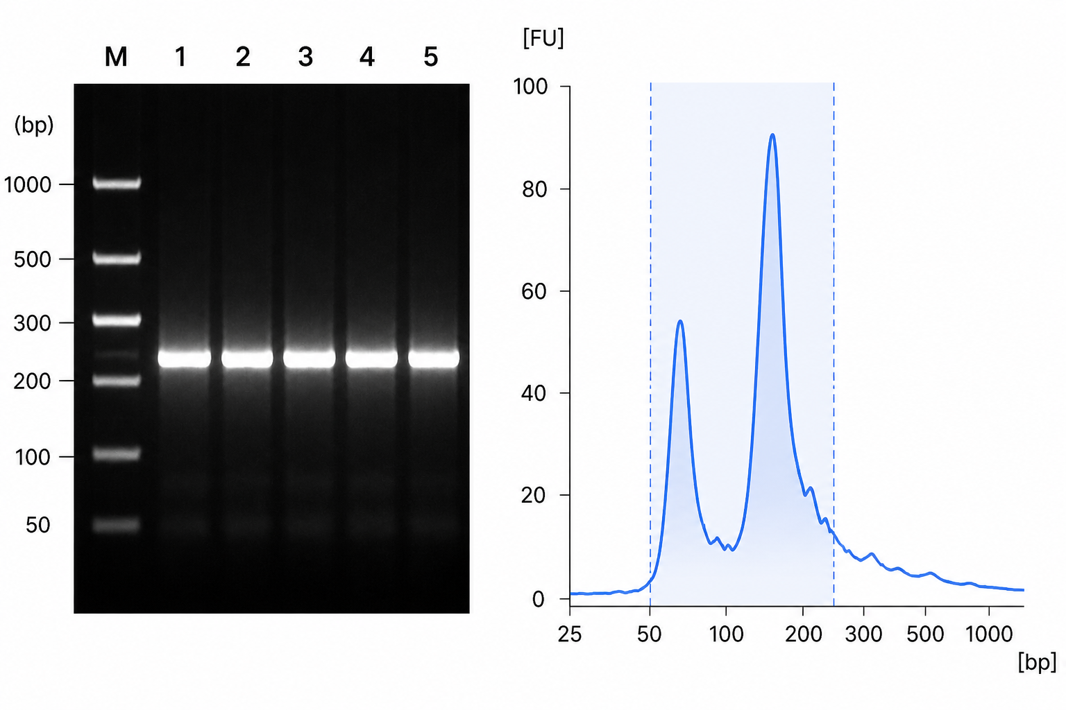 Electrophoresis results
